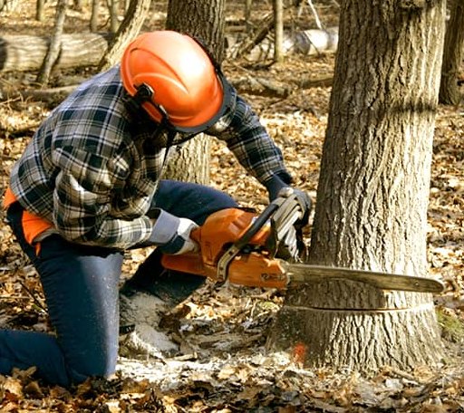 Tree Removal in Pinopolis, SC